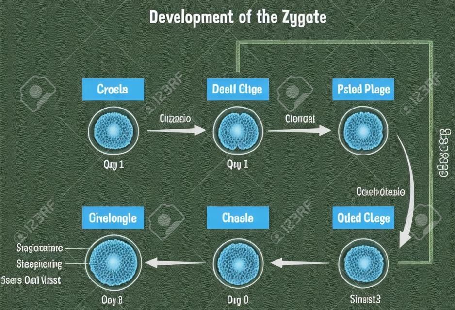 Desenvolvimento do Diagrama de Zygote, incluindo todos os estágios celular mitose clivagem morula blastocyte dia sábio para a educação da ciência médica