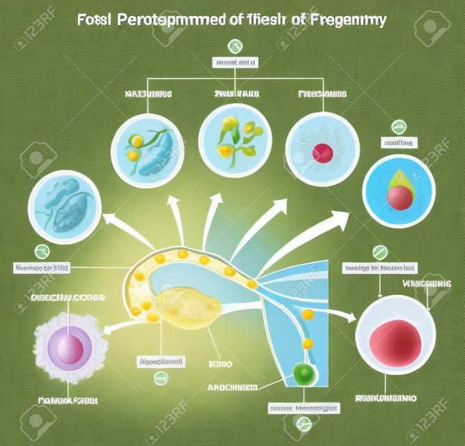 Développement f?tal Première semaine de grossesse diagramme infographique du système reproducteur féminin avec tous les stades, y compris ovulation fertilisation clivage morula blastocyste pour l'enseignement des sciences médicales et des soins de santé