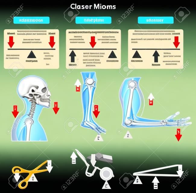 Klasy diagramu Infografika pokazujące części i typy, w tym obciążenie i wysiłek podparcia z przykładami ludzkiego ciała, łączenie kości i mięśni, codzienne życie dla fizyki