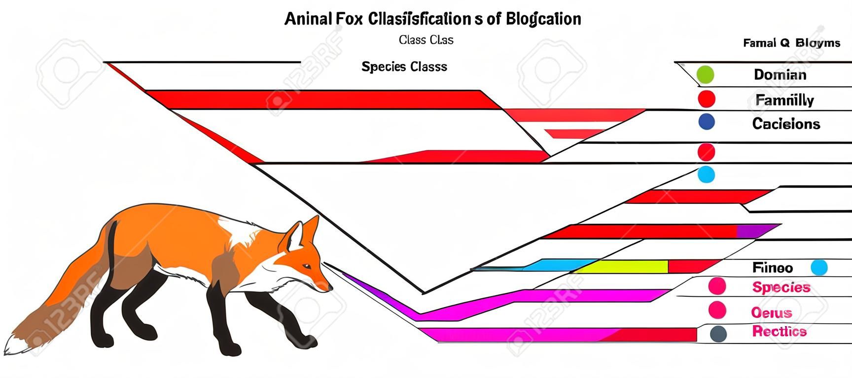 Ejemplo de diagrama infográfico de clasificación de animales que muestra el orden de la clase del filo del reino del dominio del zorro rojo, género familiar y especie para la educación científica en biología y morfología