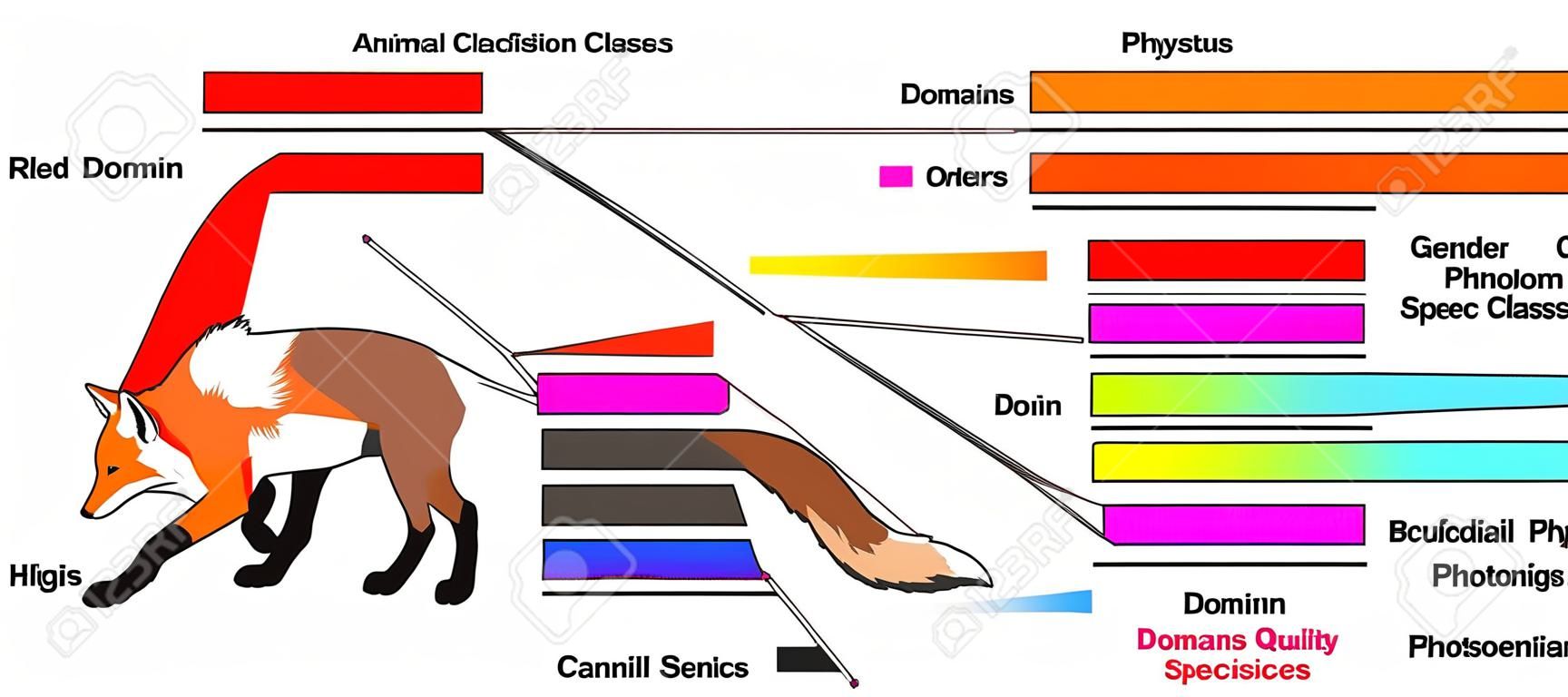 생물학 및 형태학 과학 교육을 위한 붉은 여우 도메인 왕국 문 클래스 주문 가족 속 및 종을 보여주는 동물 분류 인포그래픽 다이어그램의 예