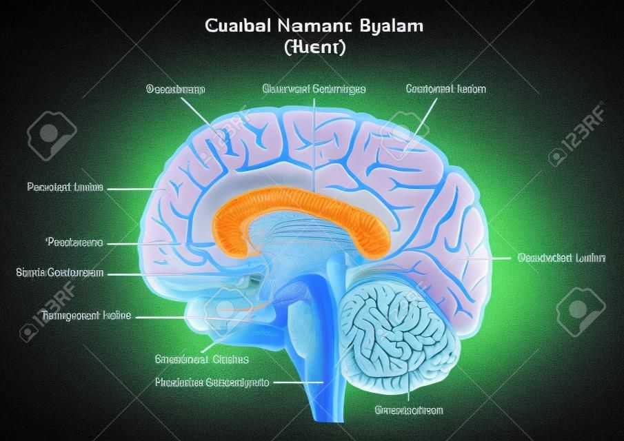 Human Brain Anatomy Sagittal Section Infographic Diagram structure part central nervous system lobes cerebrum cerebellum thalamus pituitary gland neurology biology physiology science education vector