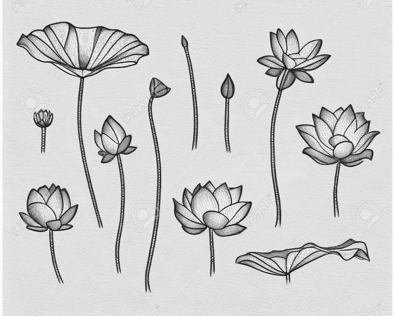 Grawerowanie Ilustracja ręcznie rysowane kwiatu lotosu