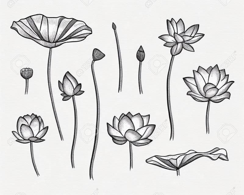 ilustración de grabado dibujado a mano de la flor de loto