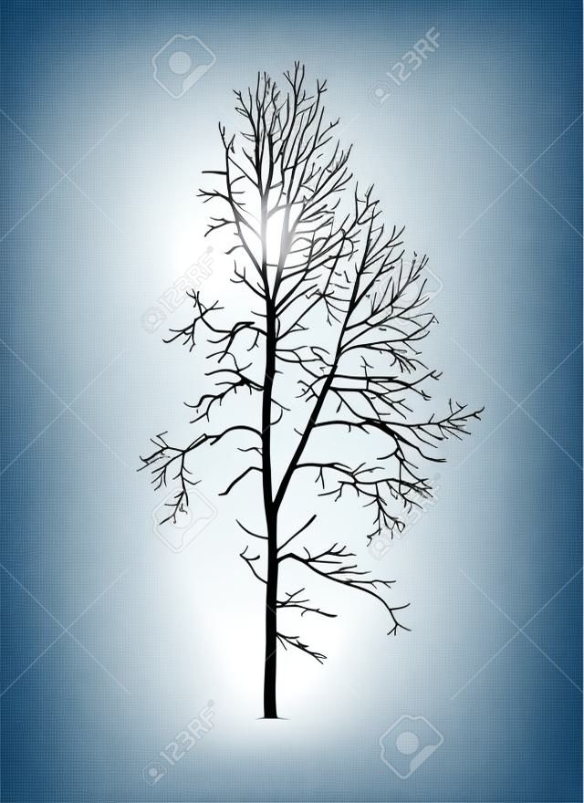 Silhueta realista do vetor da árvore de Aspen sem folhagem