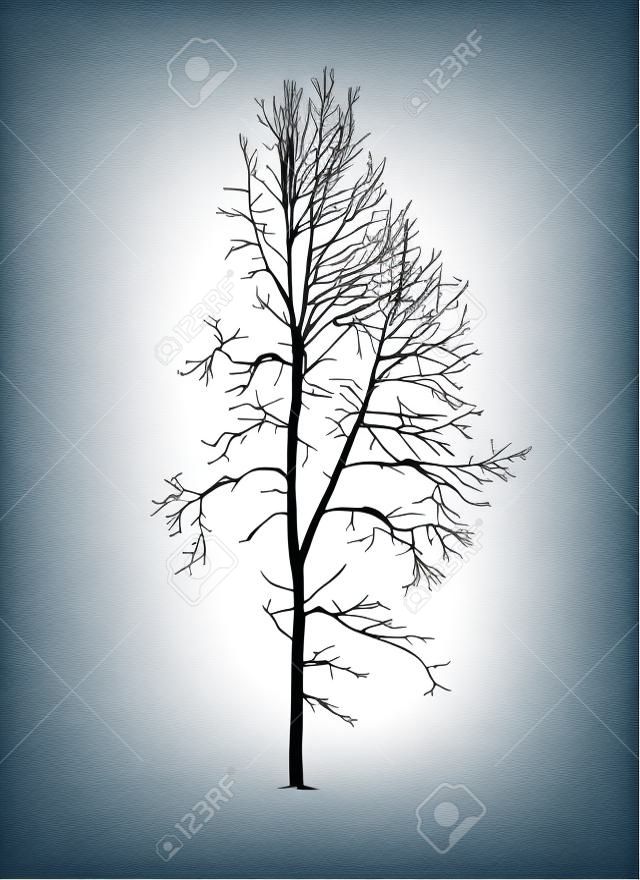 Silhueta realista do vetor da árvore de Aspen sem folhagem