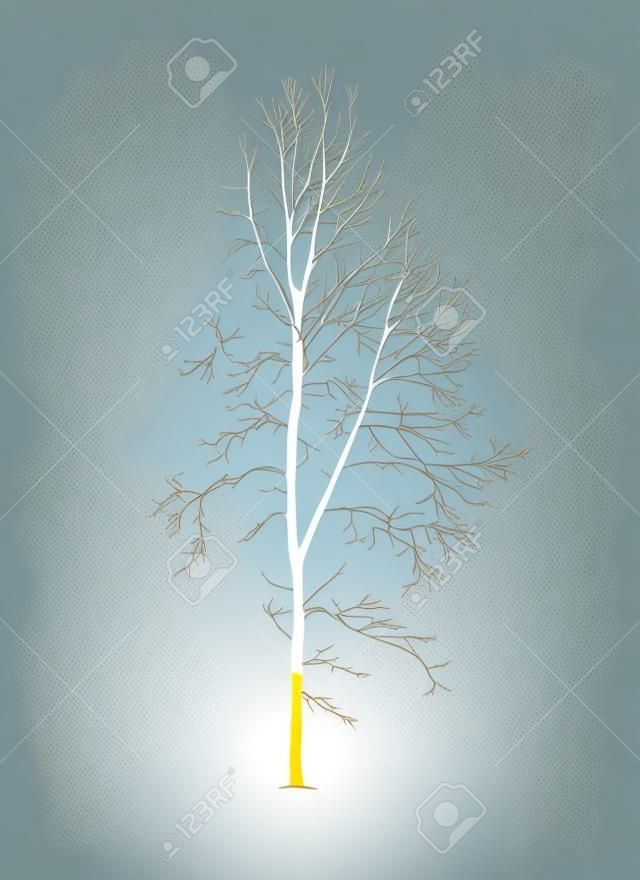 Aspen tree realistic vector silhouette without foliage