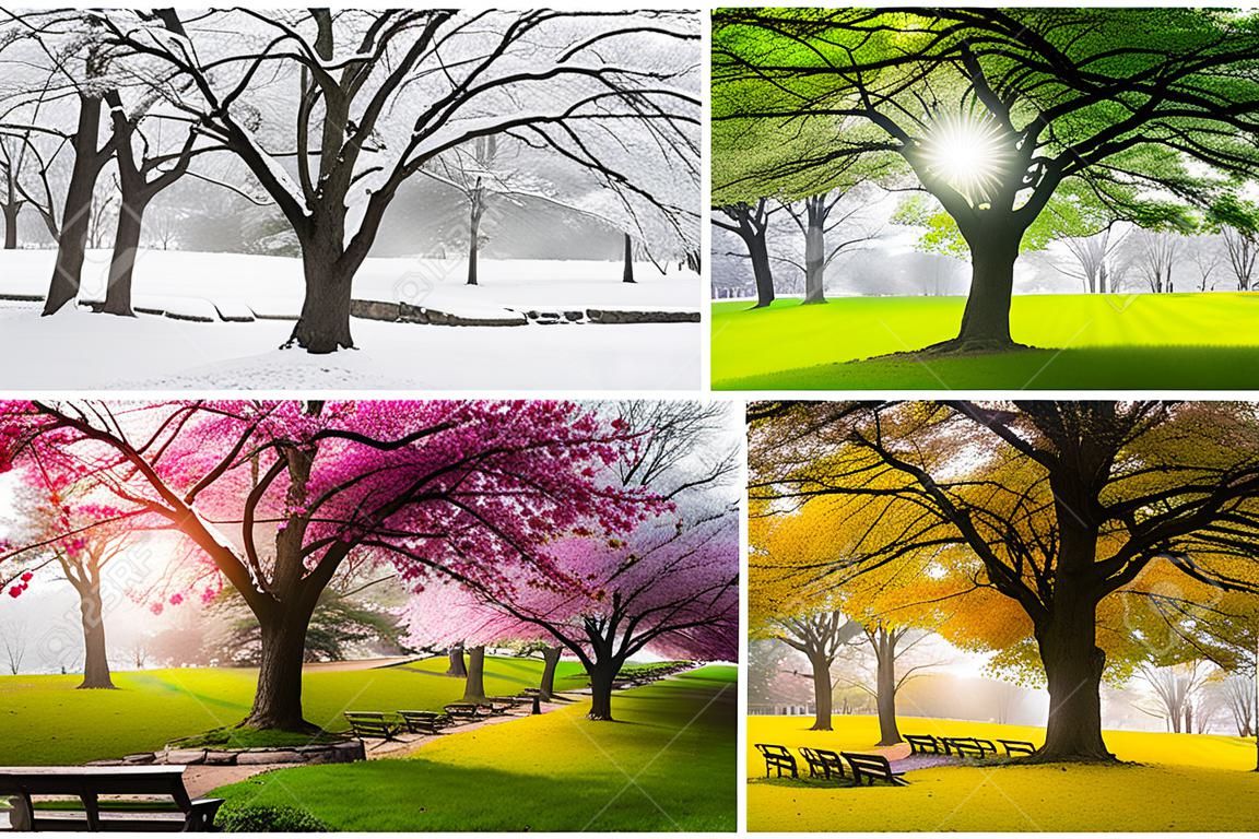 Cztery pory roku z japońskimi drzewami wiśni w Hurd Park, Dover, New Jersey