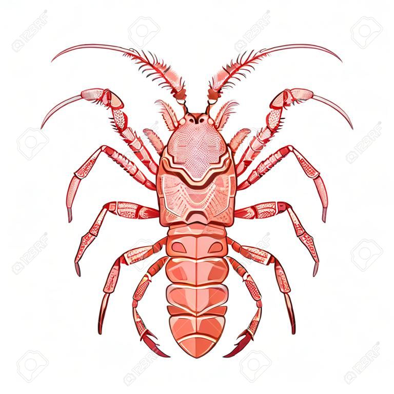Crayfish isolado decorativo no fundo branco. Ilustração vetorial. Sem gradientes.