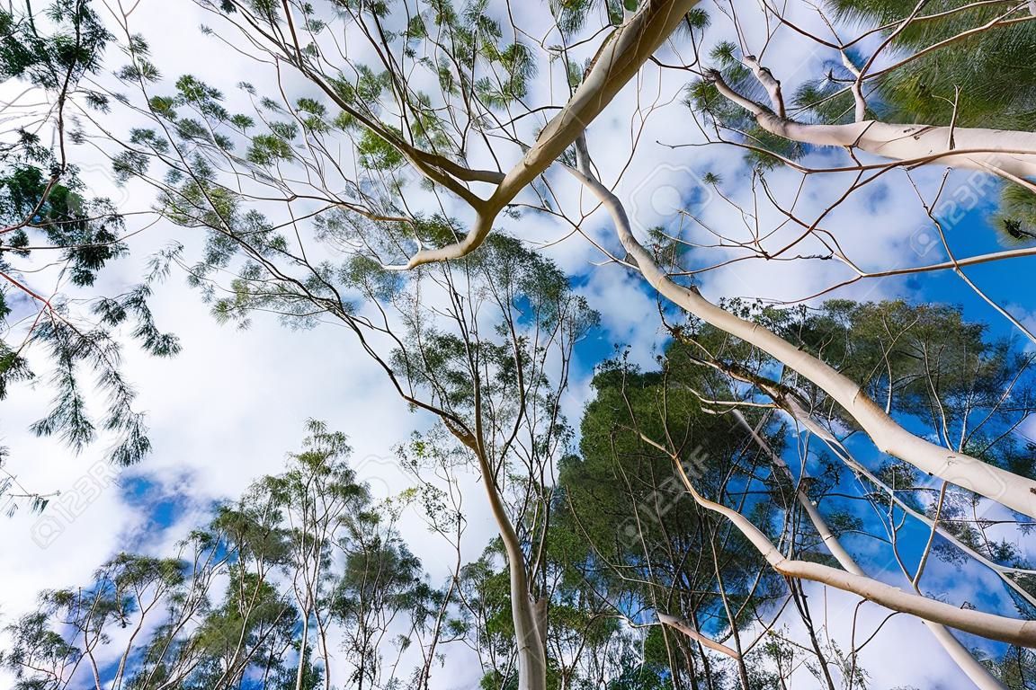 Looking up to the crown of tall Eucalyptus trees; eucalyptus trees were introduced to  California and are considered invasive