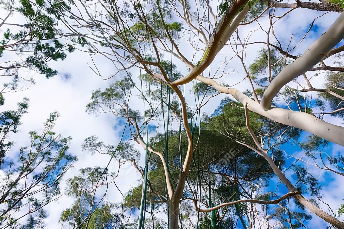 Looking up to the crown of tall Eucalyptus trees; eucalyptus trees were introduced to  California and are considered invasive