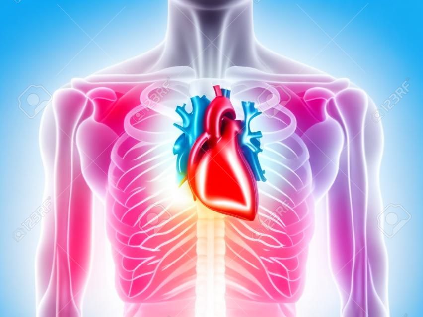 Anatomia do coração humano de um corpo saudável
