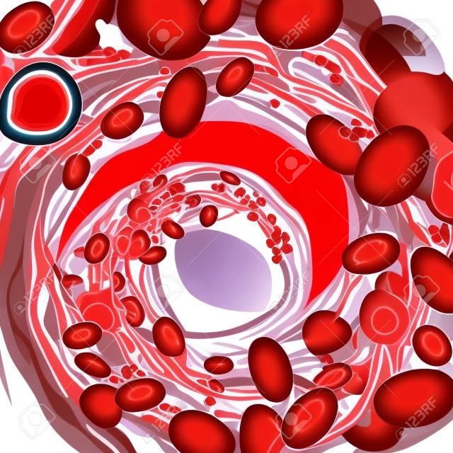 Circulation des érythrocytes, des leucocytes et des plaquettes dans le plasma. Illustration vectorielle isolée sur fond blanc.