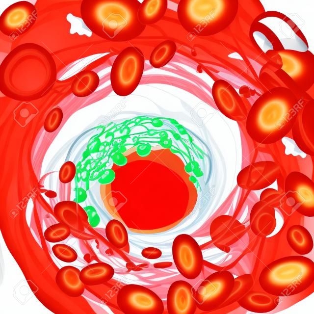 Circolazione di eritrociti, leucociti e piastrine nel plasma. Illustrazione vettoriale isolata su sfondo bianco.