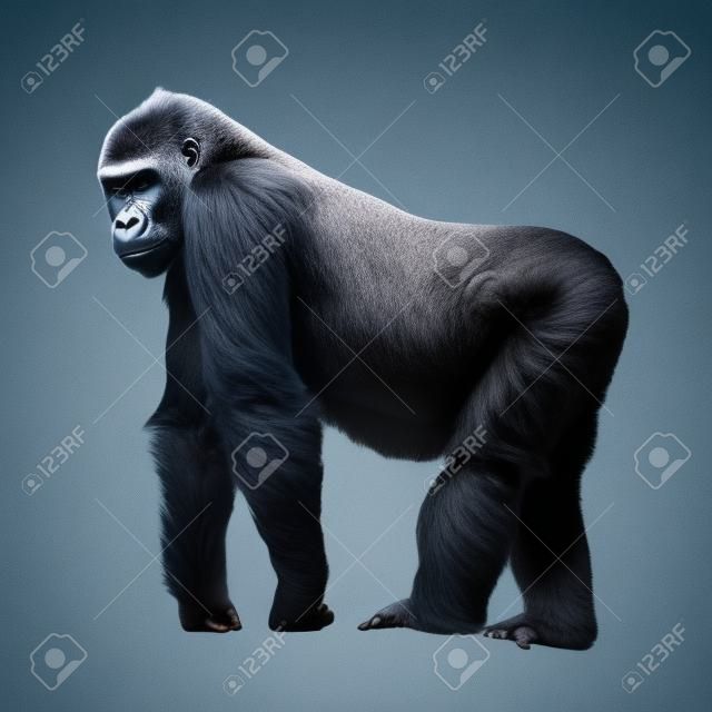 Silverback gorila de pie en un puesto de observación aislada en el fondo blanco
