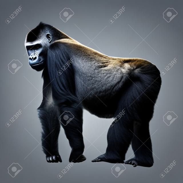 Gorila de Silverback em pé em um mirante isolado no fundo branco