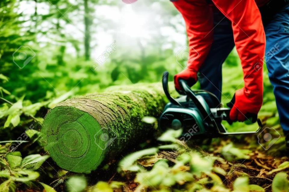 A man with a chainsaw cuts a tree in the forest ,closeup