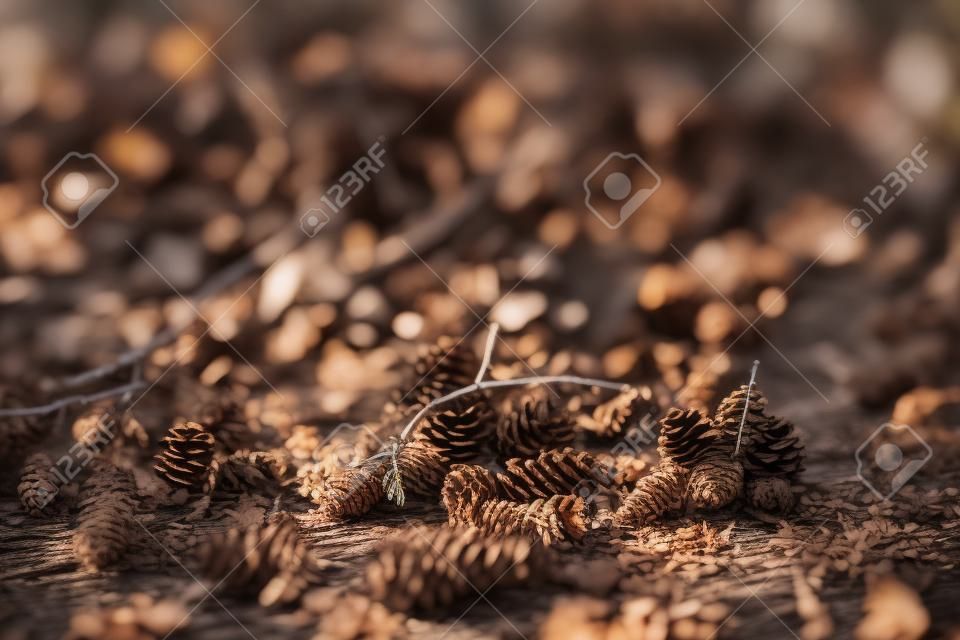 Pine cones abd twigs on the forest floor
