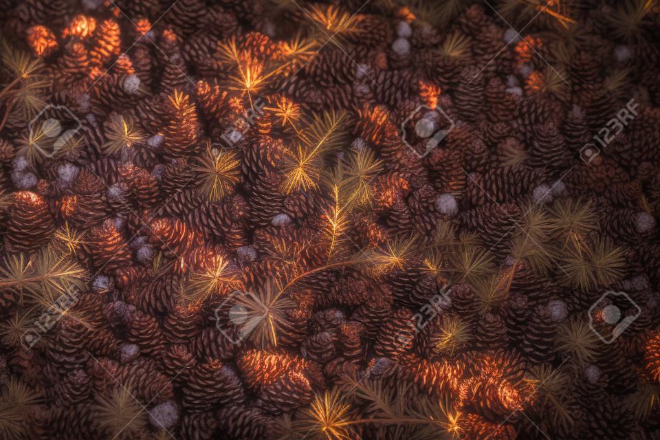Pine cones abd twigs on the forest floor