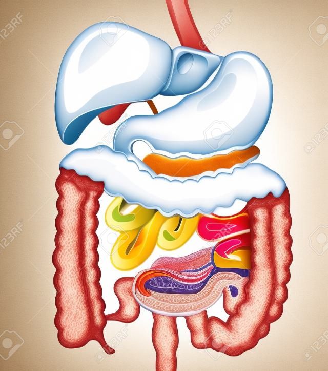 illustration of digestive system  Separate layers