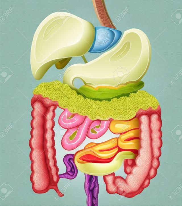 illustration of digestive system  Separate layers