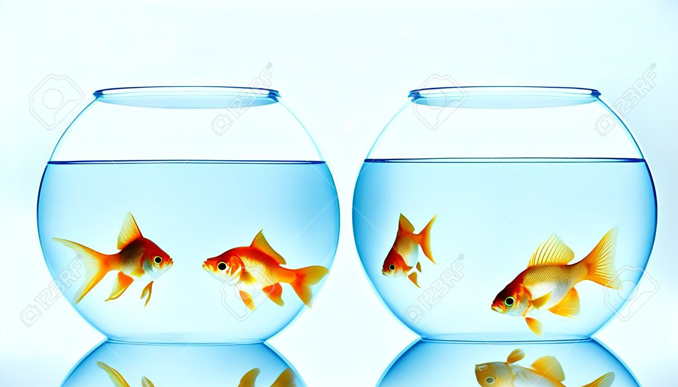 Two fishbowls with gild fishes