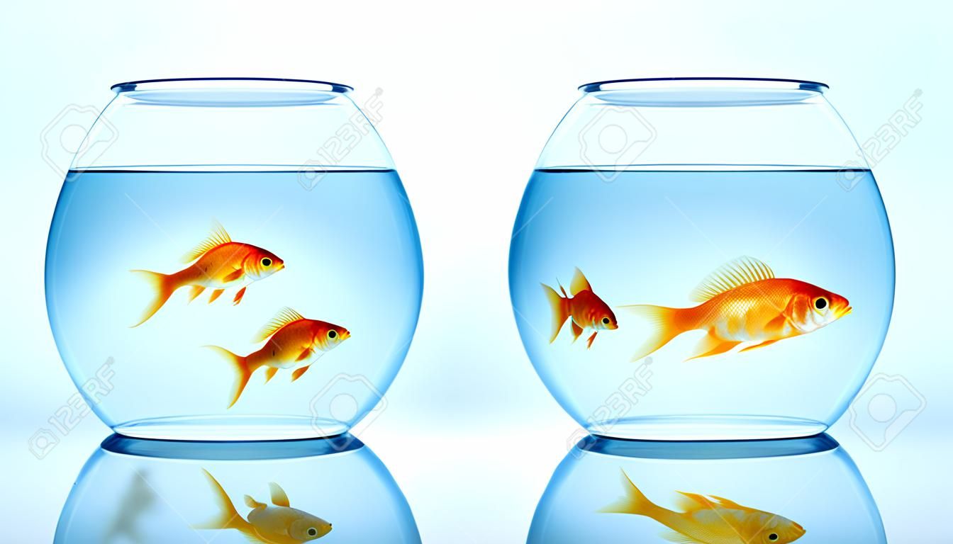 Zwei fishbowls mit vergolden Fische