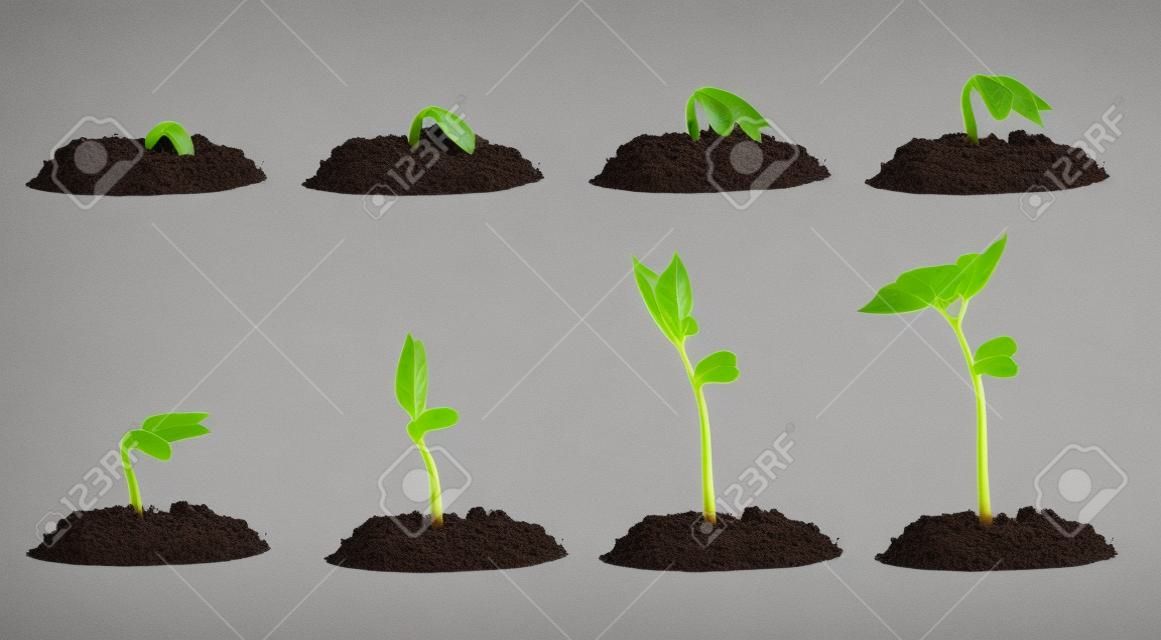Growing plant in soil isolated on white background.