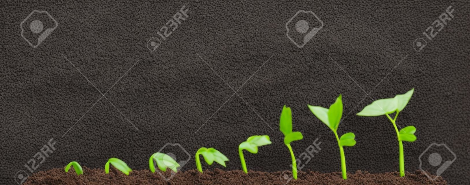 El cultivo de plantas en el suelo aislado en el fondo blanco.