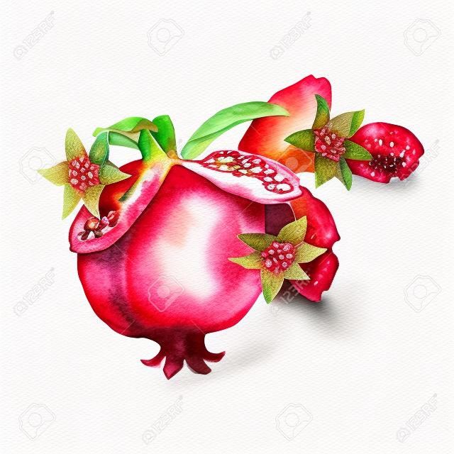 Hand drawn pomegranate, Watercolor painting on white background, Aquarelle illustration For Food Design.