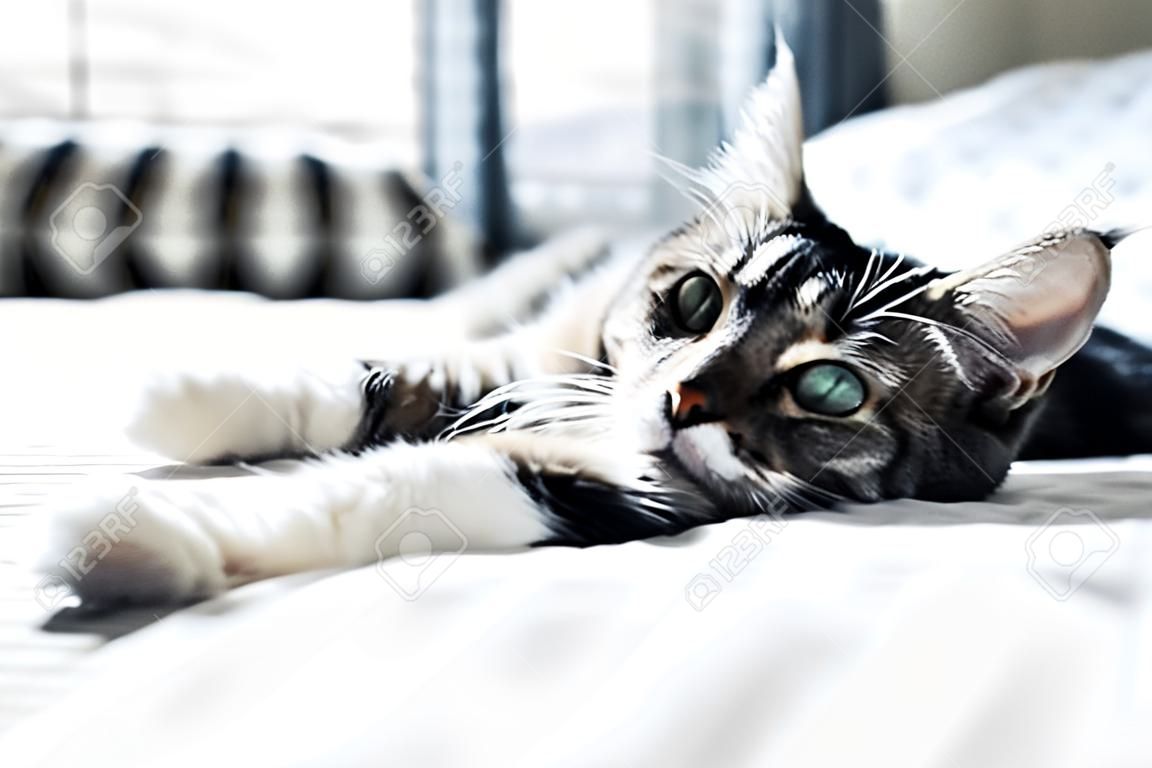 Серый кот, лежа на кровати
