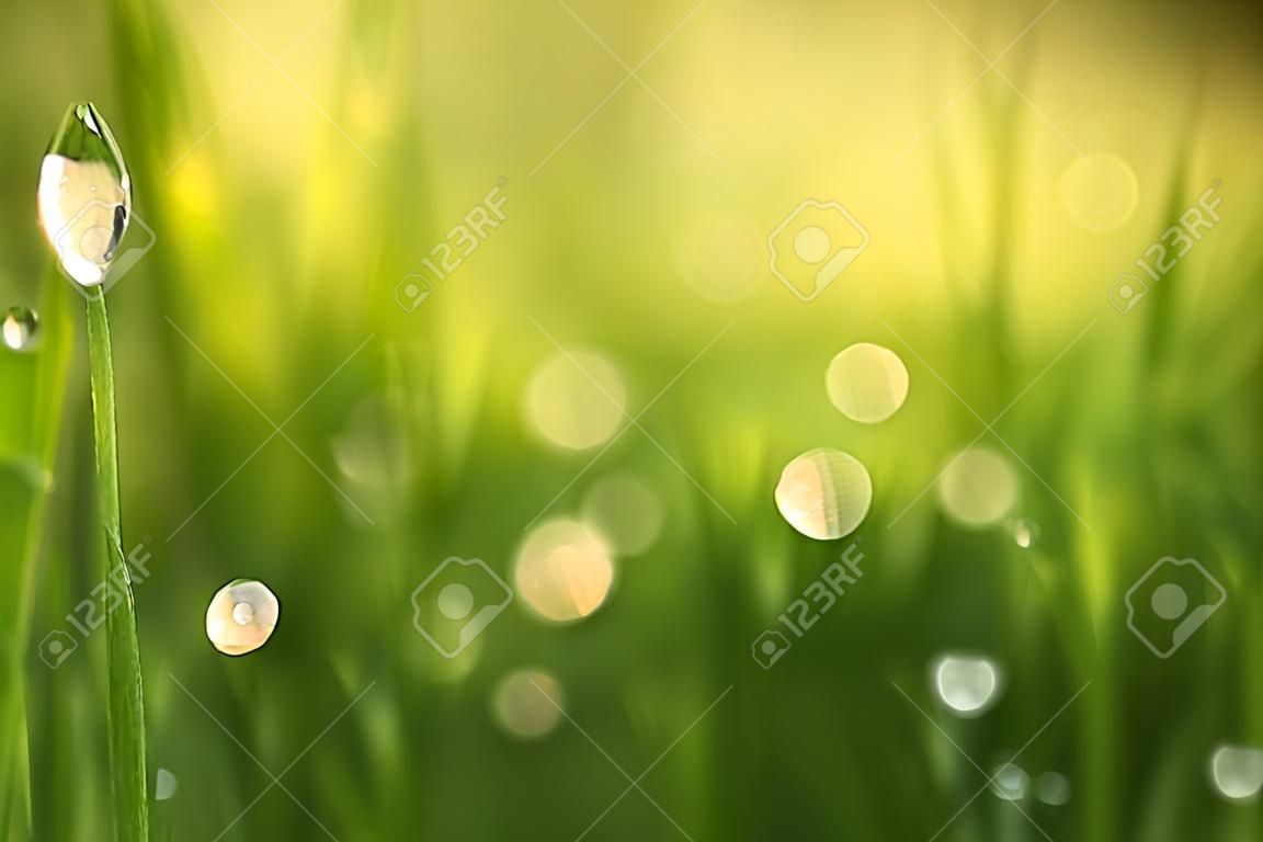 緑の芝生の上の水滴