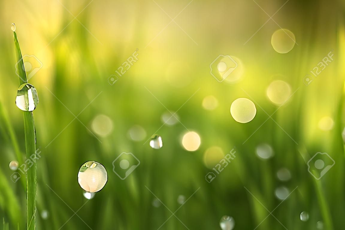 緑の芝生の上の水滴