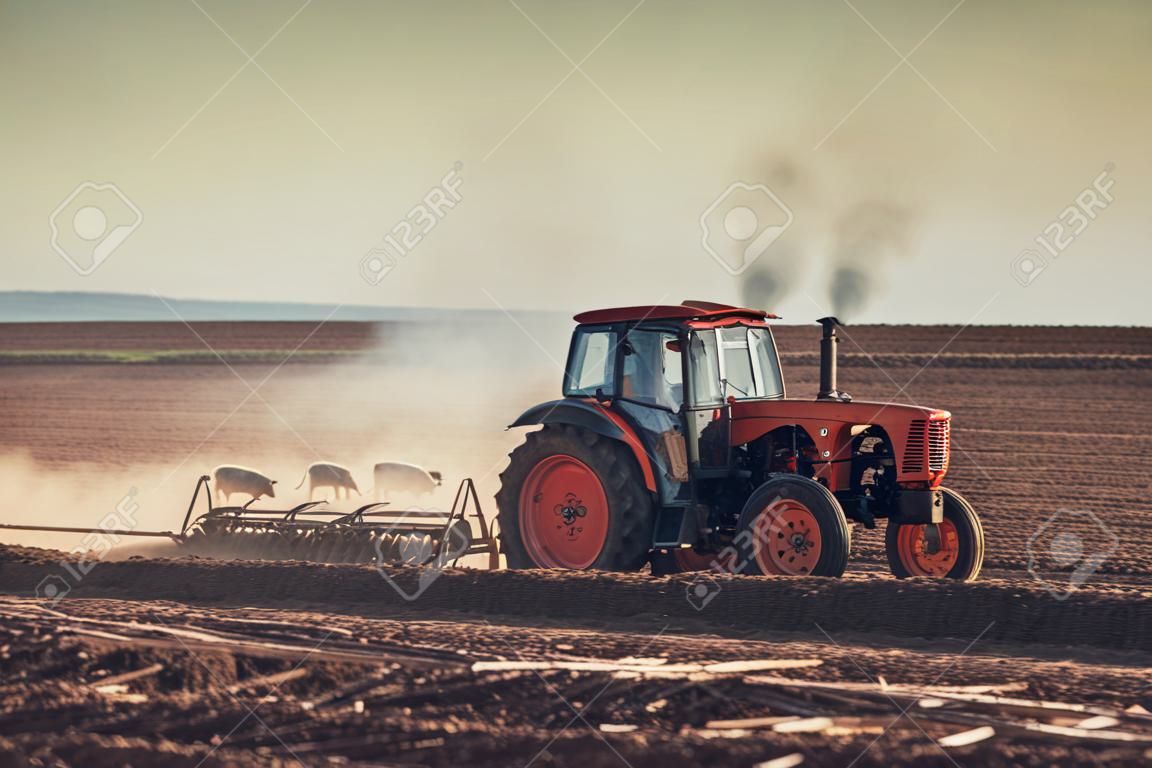 Agricultor no trator que prepara a terra com cultivador do leito de semente, tiro do por do sol