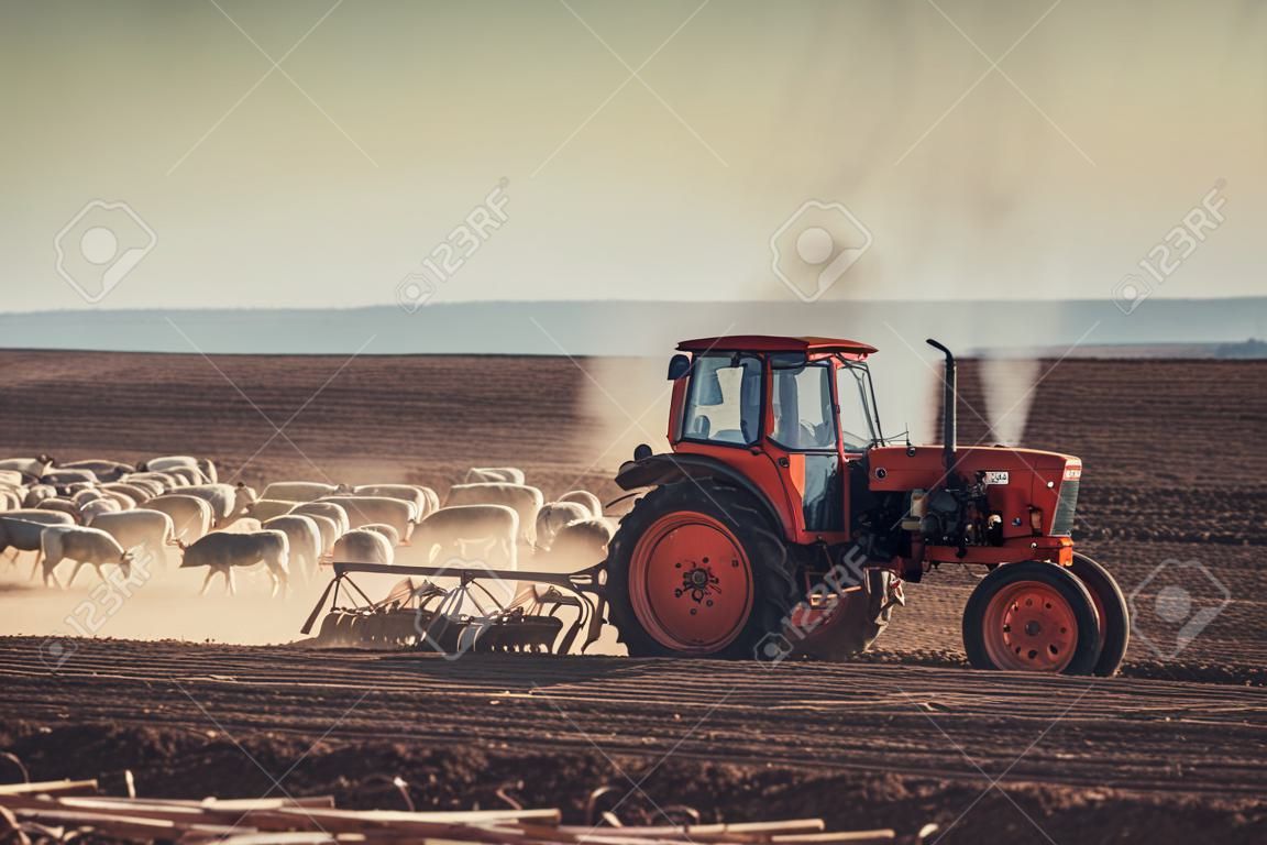 묘상 경운기 일몰 샷으로 토지를 준비하는 트랙터의 농부