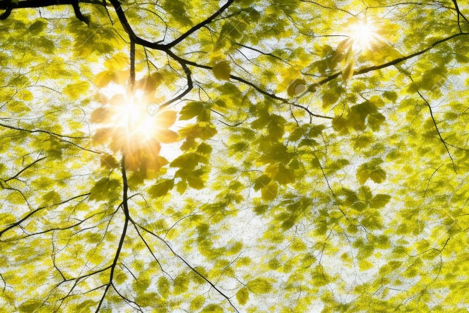 Shining sun  through a fresh green leaves of the maple tree in springtime.
