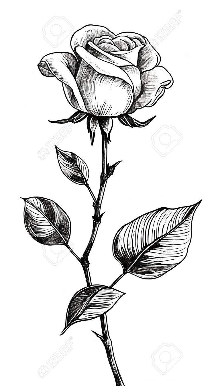 Bouton de fleur rose dessiné à la main avec des feuilles isolées sur fond blanc. Fleur monochrome de dessin au crayon dans un style vintage.