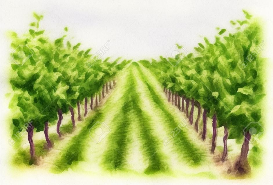 Hand drawn rural scene fragment of vineyard. Grape plant in rows watercolor sketch
