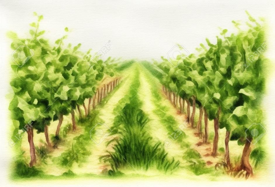 Fragment de scène rurale dessiné à la main du vignoble. Plante de raisin en croquis aquarelle de rangées