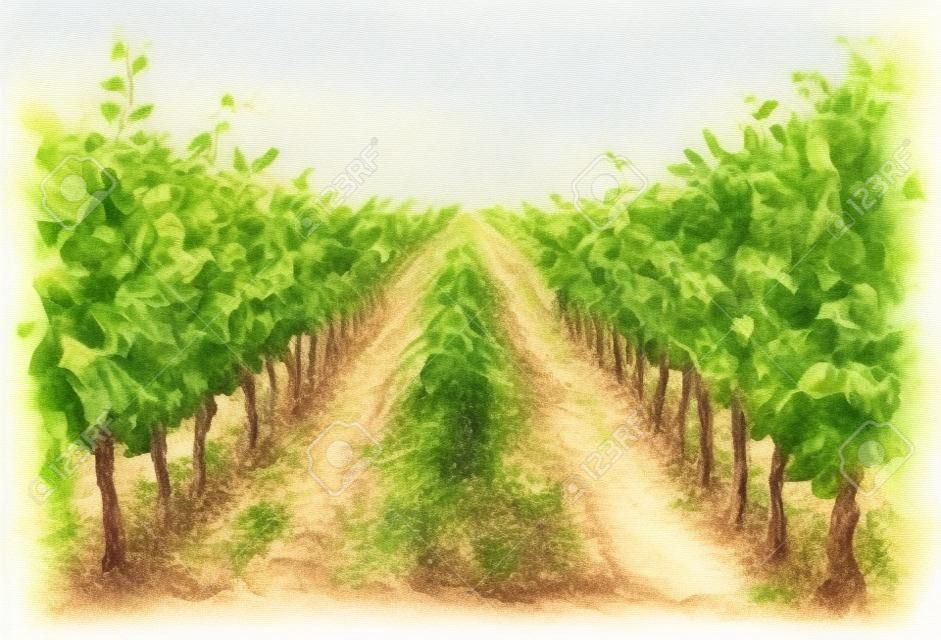 Fragment de scène rurale dessiné à la main du vignoble. Plante de raisin en croquis aquarelle de rangées