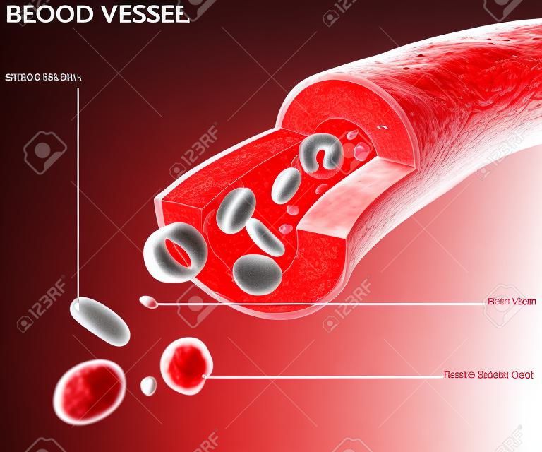 Sezione vaso sanguigno arteria, vena, i globuli rossi