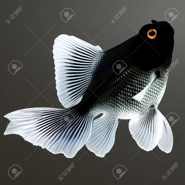 Le poisson rouge isolé sur fond blanc