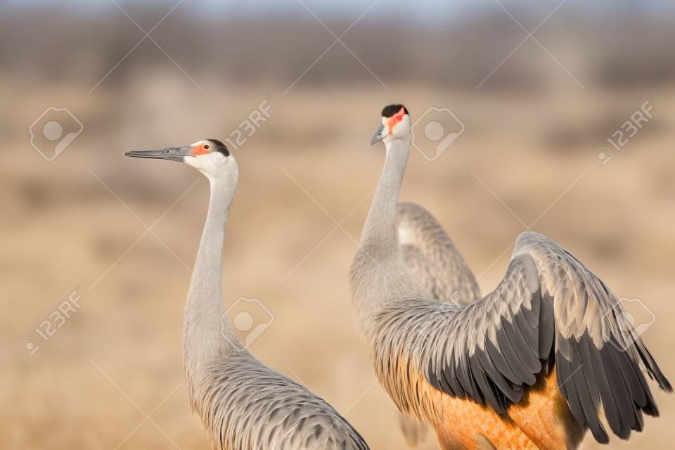 Pair of sandhill cranes during mating season close up together
