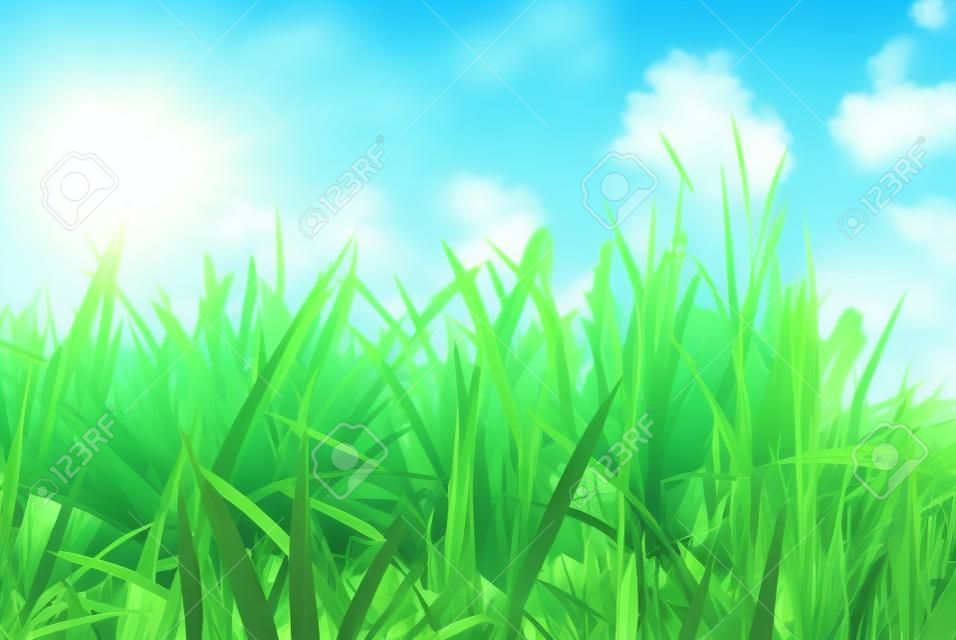 Green Gras mit blauen sonnigen Himmel Hintergrund