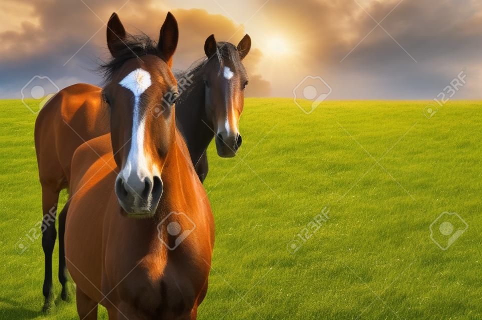 Jeunes chevaux de jument paissant sur un pré avec de l'herbe sèche à la fin de l'heure d'été