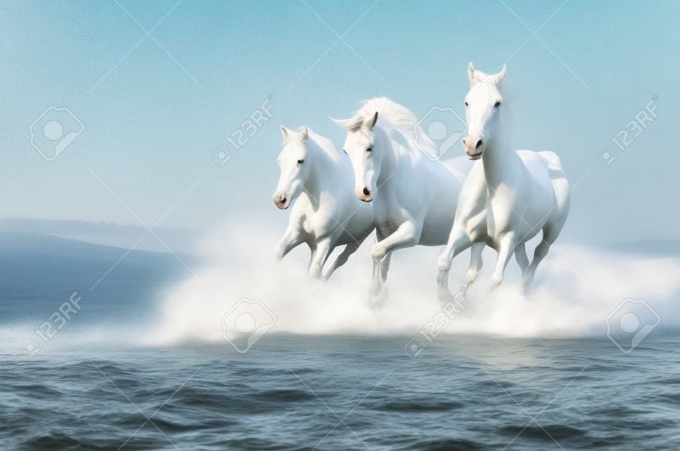 La manada de caballos blancos corriendo a través del agua
