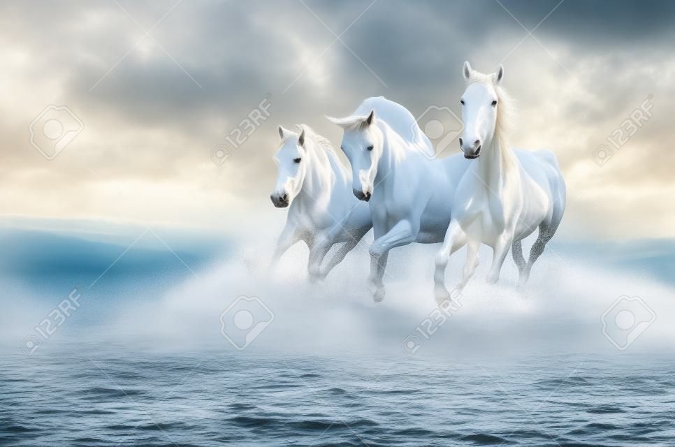 La manada de caballos blancos corriendo a través del agua