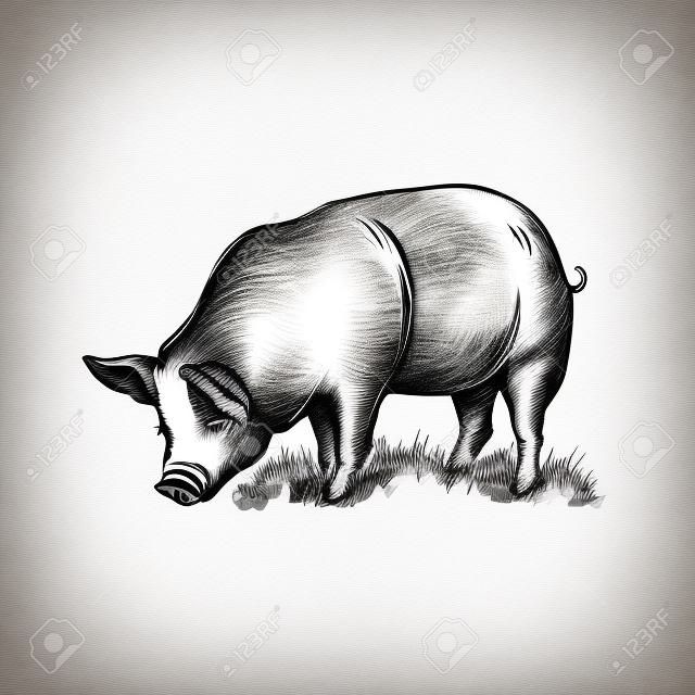 Рисованные эскиз свиньи Векторная иллюстрация