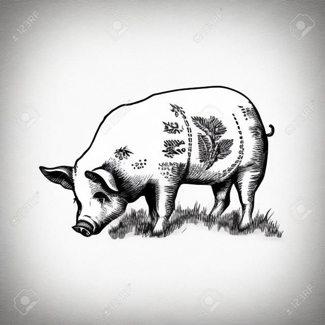 Hand Drawn Sketch Pig Vector illustration
