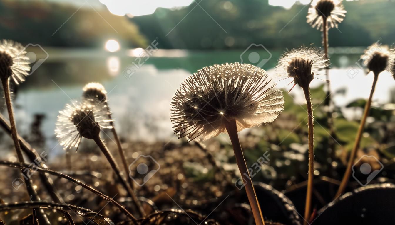 Yellow dandelion seed in soft autumn landscape generated by artificial intelligence